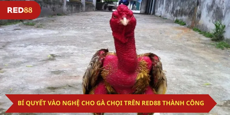 Bí Quyết Vào Nghệ Cho Gà Chọi Trên Red88 Thành Công
