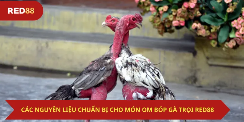 Các Nguyên Liệu Chuẩn Bị Cho Món Om Bóp Gà Trọi Red88