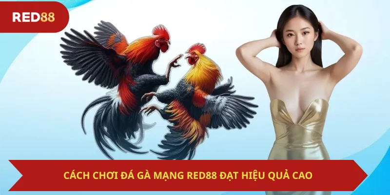 Cách Chơi Đá Gà Mạng Red88 Đạt Hiệu Quả Cao