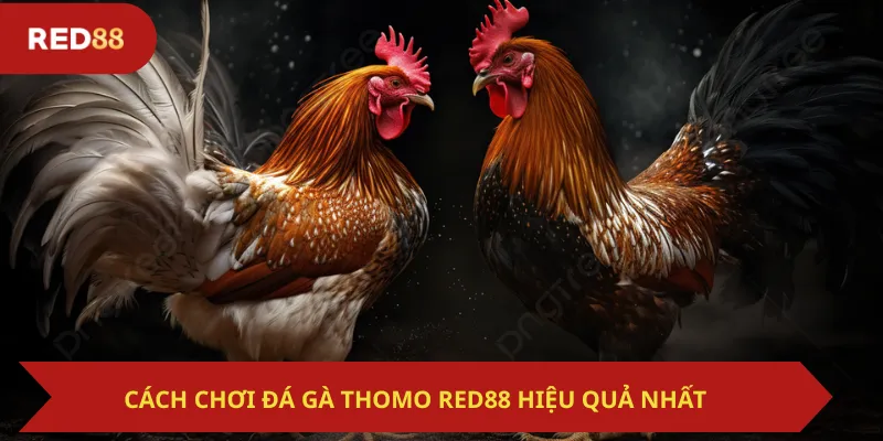 Cách Chơi Đá Gà Thomo Red88 Hiệu Quả Nhất