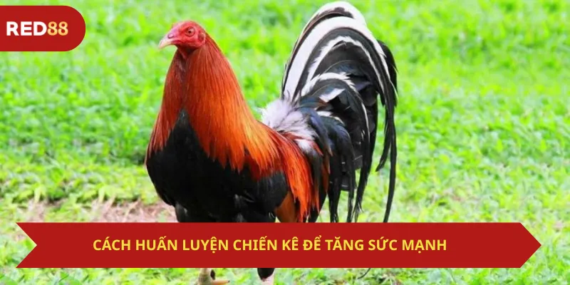 Cách Huấn Luyện Chiến Kê Để Tăng Sức Mạnh