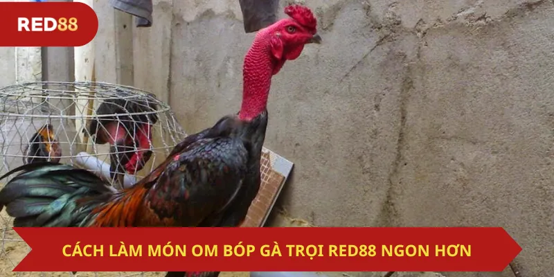 Cách Làm Món Om Bóp Gà Trọi Red88 Ngon Hơn