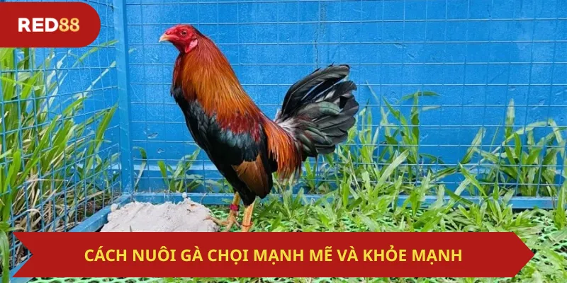 Cách Nuôi Gà Chọi Mạnh Mẽ Và Khỏe Mạnh