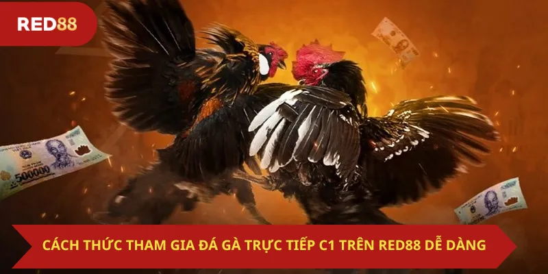 Cách Thức Tham Gia Đá Gà Trực Tiếp C1 Trên Red88 Dễ Dàng