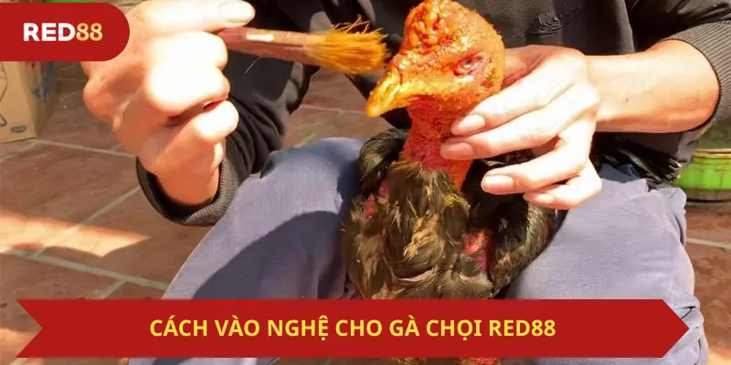 Lý Do Chăm Sóc Gà Chọi Quan Trọng Khi Chơi Trên Red88