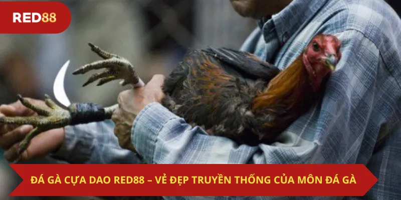 Đá Gà Cựa Dao Red88 – Vẻ Đẹp Truyền Thống Của Môn Đá Gà