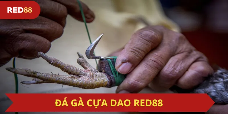 Đá Gà Cựa Dao Red88