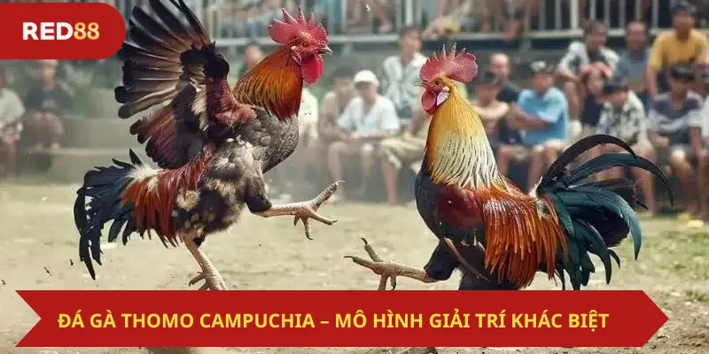 Đá Gà Thomo Campuchia – Mô Hình Giải Trí Khác Biệt