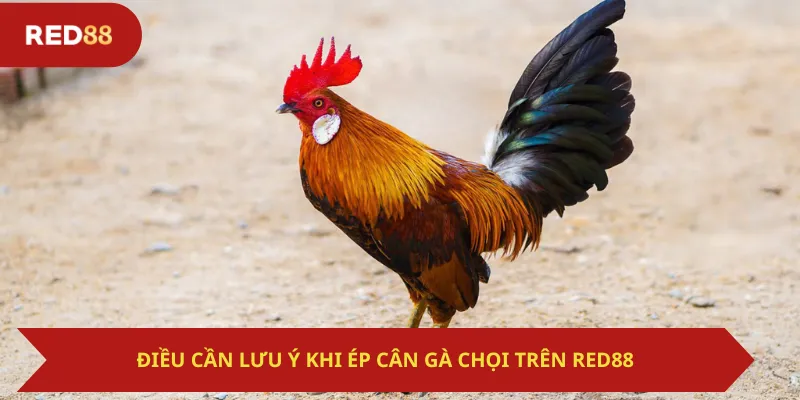 Điều Cần Lưu Ý Khi Ép Cân Gà Chọi Trên Red88