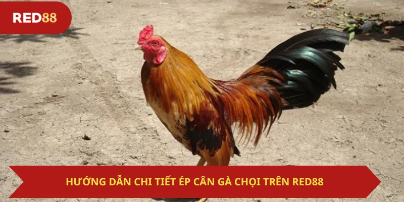 Hướng Dẫn Chi Tiết Ép Cân Gà Chọi Trên Red88