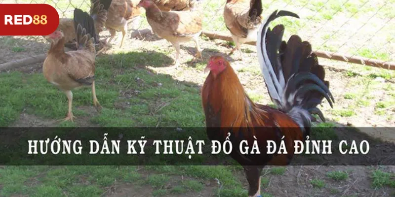 Hướng Dẫn Kỹ Thuật Đổ Gà Đá Đỉnh Cao