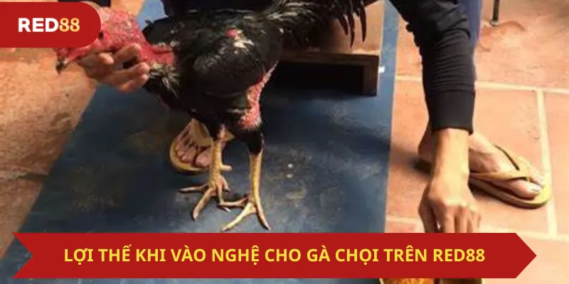 Lợi Thế Khi Vào Nghệ Cho Gà Chọi Trên Red88