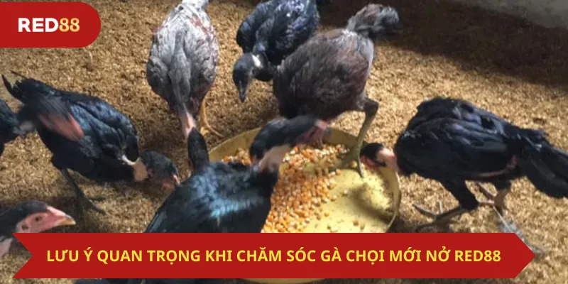 Lưu Ý Quan Trọng Khi Chăm Sóc Gà Chọi Mới Nở Red88