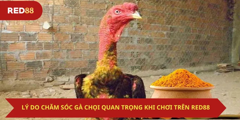 Lý Do Chăm Sóc Gà Chọi Quan Trọng Khi Chơi Trên Red88
