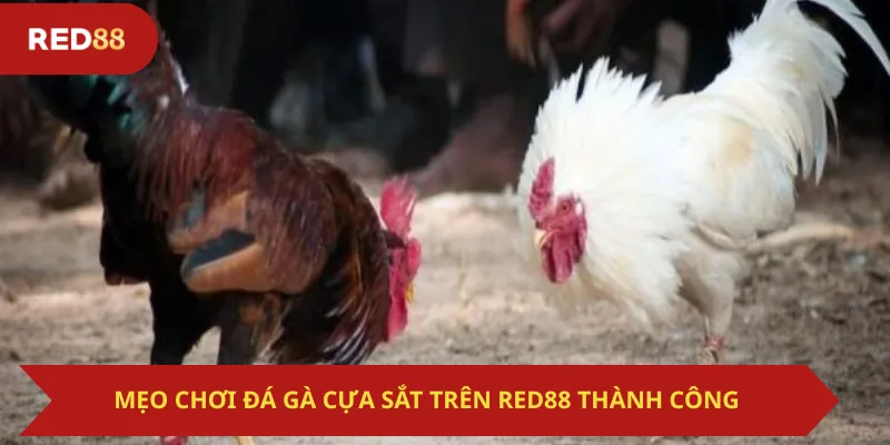 Mẹo Chơi Đá Gà Cựa Sắt Trên Red88 Thành Công