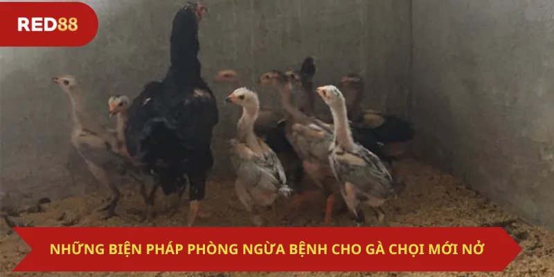 Những Biện Pháp Phòng Ngừa Bệnh Cho Gà Chọi Mới Nở