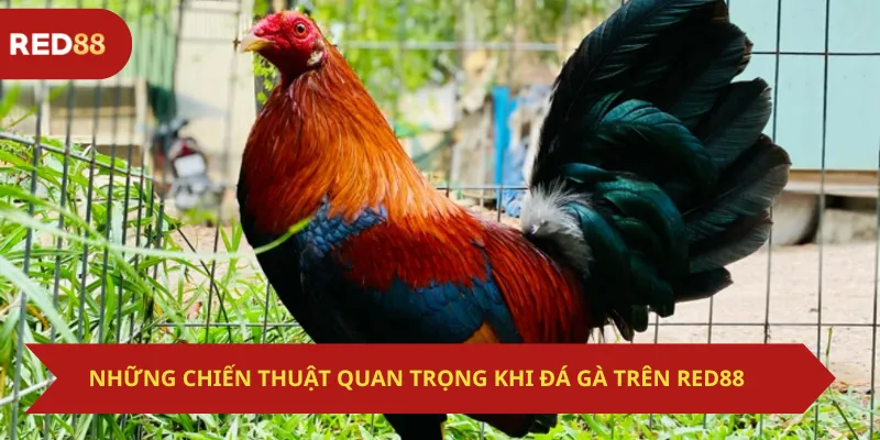 Những Chiến Thuật Quan Trọng Khi Đá Gà Trên Red88