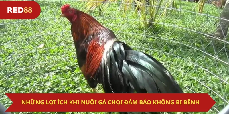 Những Lợi Ích Khi Nuôi Gà Chọi Đảm Bảo Không Bị Bệnh