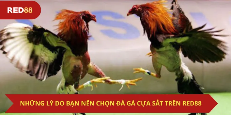 Những Lý Do Bạn Nên Chọn Đá Gà Cựa Sắt Trên Red88