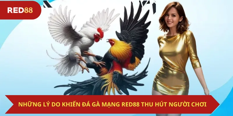 Những Lý Do Khiến Đá Gà Mạng Red88 Thu Hút Người Chơi