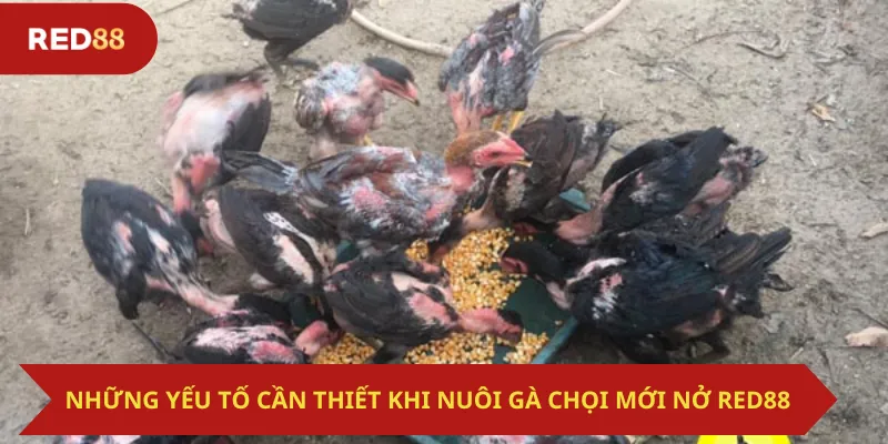 Những Yếu Tố Cần Thiết Khi Nuôi Gà Chọi Mới Nở Red88