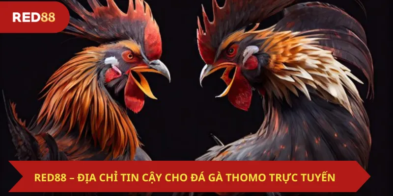 Red88 – Địa Chỉ Tin Cậy Cho Đá Gà Thomo Trực Tuyến
