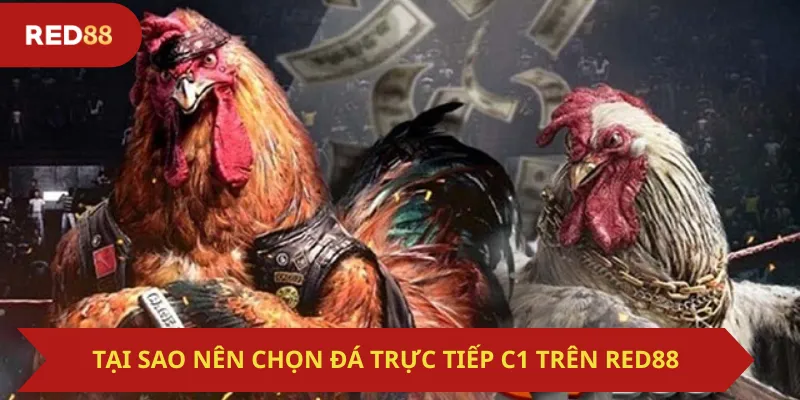 Tại Sao Nên Chọn Đá Trực Tiếp C1 Trên Red88