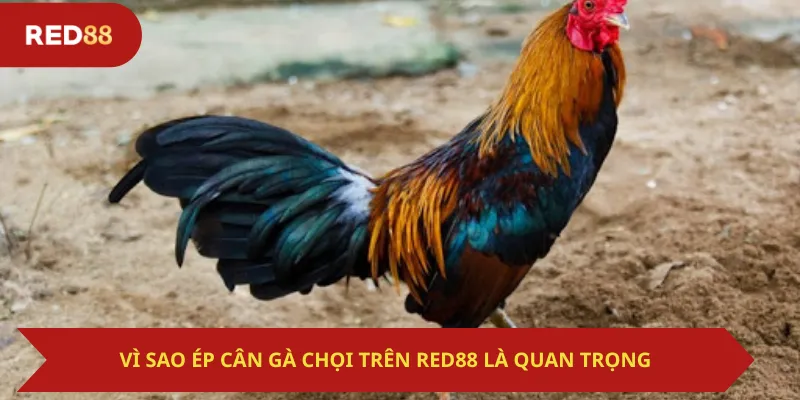 Vì Sao Ép Cân Gà Chọi Trên Red88 Là Quan Trọng