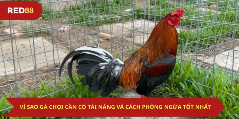 Vì Sao Gà Chọi Cần Có Tài Năng Và Cách Phòng Ngừa Tốt Nhất
